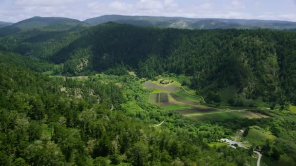 Bosque verde en California — Vídeos de Stock