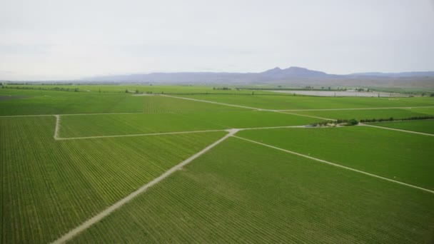 Felder mit verschiedenen Arten der Landwirtschaft — Stockvideo