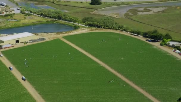 Tiro aéreo de campos — Vídeo de Stock