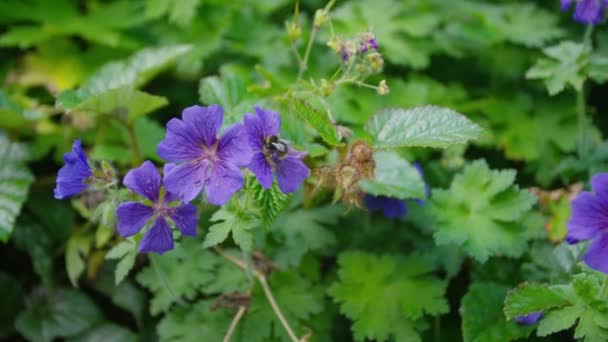 Abeja sobre flores púrpuras — Vídeo de stock