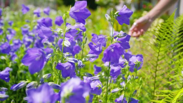 Kvinnan röra blommor — Stockvideo