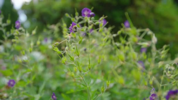 Biene auf lila Blüten — Stockvideo