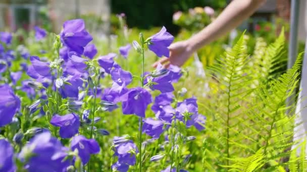 Kvinnan röra blommor — Stockvideo