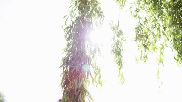 Frau spaziert zwischen Bäumen — Stockvideo