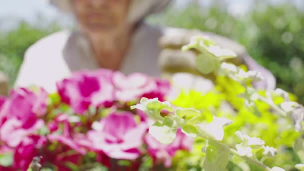 Dama haciendo jardinería — Vídeos de Stock