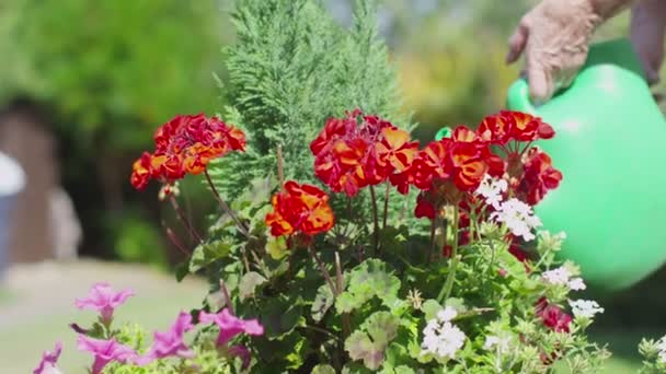 Seniorenpaar gießt die Blumen — Stockvideo