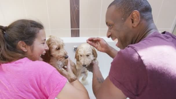 Casal dando animais de estimação um banho — Vídeo de Stock