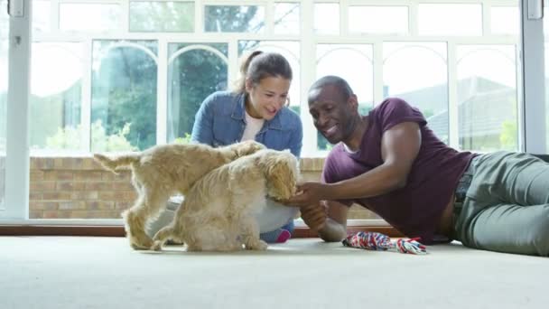 Couple relaxing at home with puppies — Stock Video