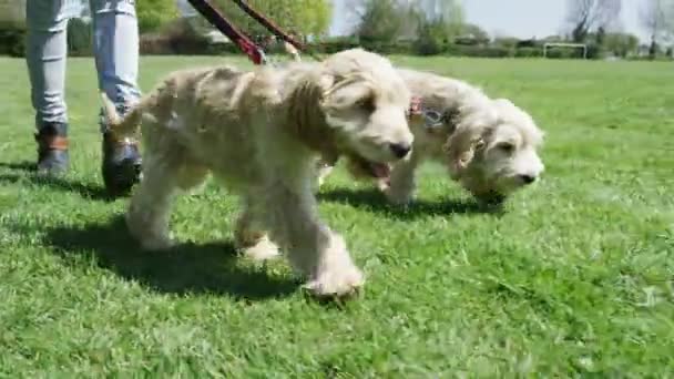 Женщина, гуляющая с щенками в парке — стоковое видео