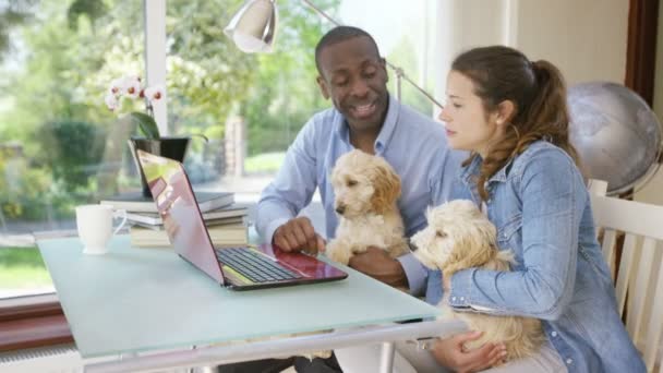 Пара, работающая на ноутбуке с щенками — стоковое видео