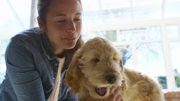 Mujer relajante cocker-poo cachorro — Vídeos de Stock