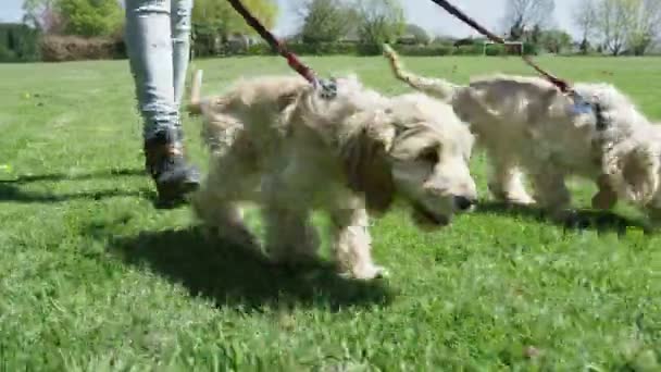 Mujer caminando con cachorros en el parque — Vídeo de stock