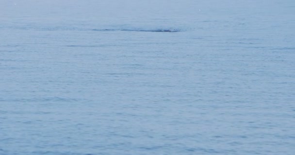 Одинокий пловец в Средиземном море — стоковое видео