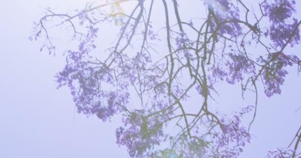 紫色的花朵盛开的树 — 图库视频影像