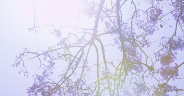 Árbol en flor con flores púrpuras — Vídeo de stock