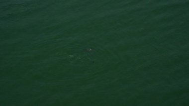 Yunusların California havadan görünümü