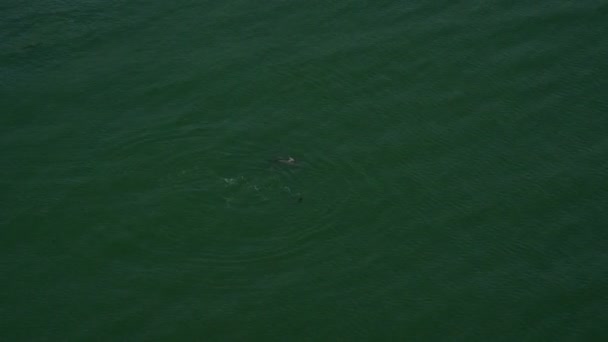海豚在加利福尼亚州的鸟瞰图 — 图库视频影像