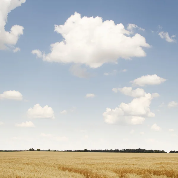 Tarweveld — Stockfoto