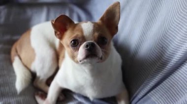 Oturma odasında oturan küçük, beyaz, kahverengi bir Chihuahua videosu.
