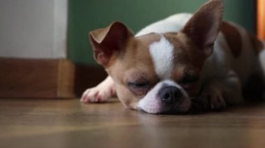 Oturma odasında oturan küçük, beyaz, kahverengi bir Chihuahua videosu.