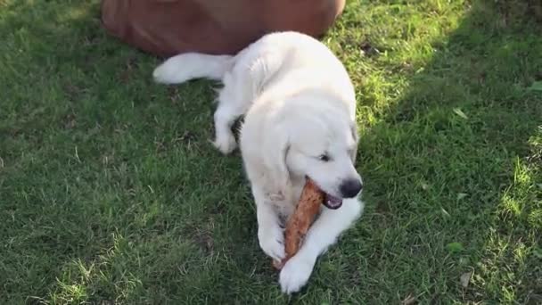 White Labrador Hund Biter Och Tuggar Pinne Solig Dagsljus Som — Stockvideo