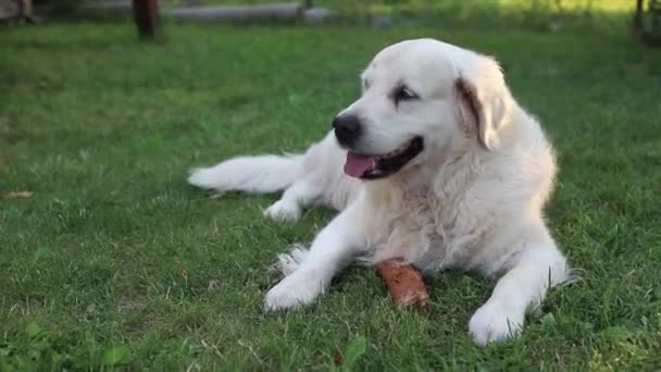 White Labrador Dog Bites Chewing Stick Sunny Daylight Laying Garden — Stock Video