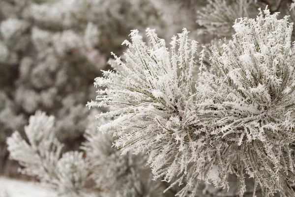 Foto Paesaggio Invernale Bianco Brillante Con Foglie Congelate Abete Rosso — Foto Stock