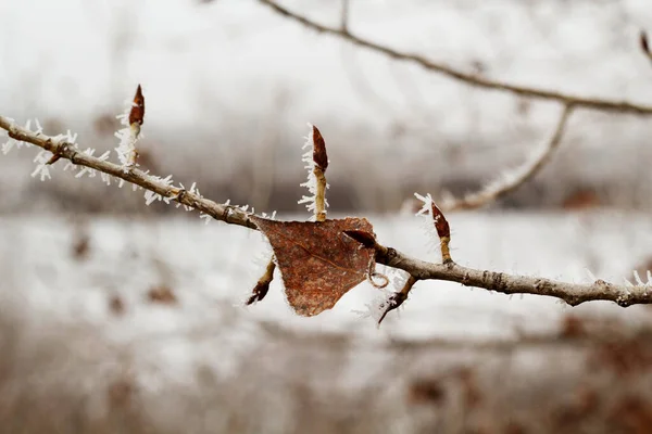 Foto Paesaggio Invernale Bianco Brillante Con Foglie Congelate Abete Rosso — Foto Stock