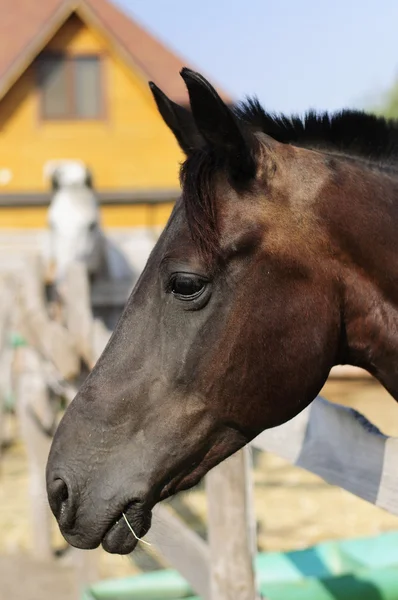 Hermoso caballo de pura raza sobre la puerta estable —  Fotos de Stock