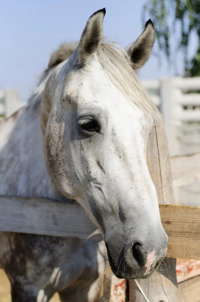 Beautiful purebred horse over stable door — Stock Photo, Image