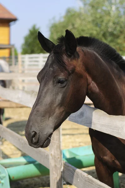 Hermoso caballo de pura raza sobre la puerta estable —  Fotos de Stock