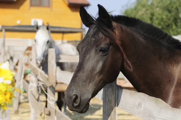 Hermoso caballo de pura raza sobre la puerta estable —  Fotos de Stock