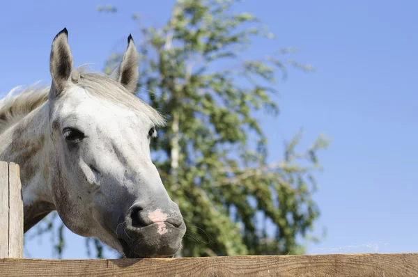 Bellissimo cavallo di razza sopra la porta della stalla — Foto Stock