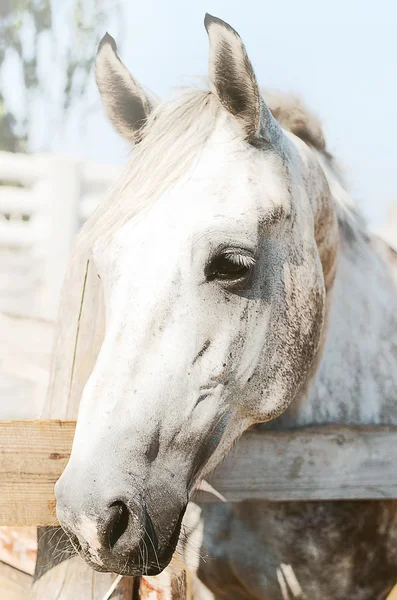 Hermoso caballo de pura raza sobre la puerta estable —  Fotos de Stock