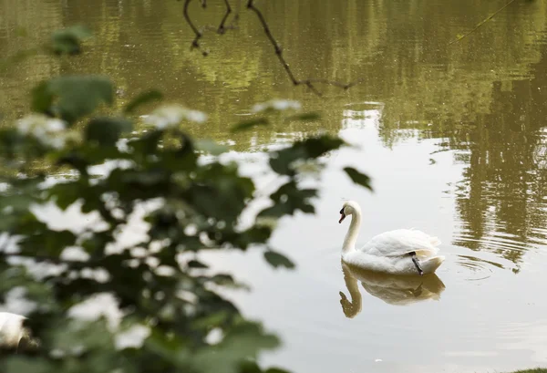 Cigno galleggiante sull'acqua in natura — Foto Stock