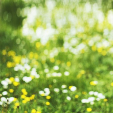 daisy alanının oldukça bulanık