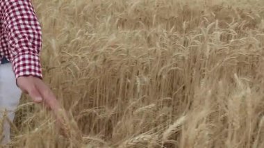 Altın buğday tarlasına uzanan el, doğanın cömertliğinin özünü yakalıyor, yumuşak bir kamera tavasıyla akmakta olan tanecikleri ve huzurlu atmosferi gösteriyor.