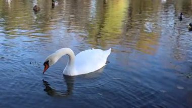 Zarif beyaz kuğu zarif bir şekilde huzurlu su yüzeyinde süzülüyor, beslenme hareketine geçiş yapıyor, doğal güzelliği ve akışkan hareketlerini sakin bir ortamda sergiliyor.
