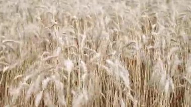 Altın buğday tarlası rüzgarda hafifçe sallanıyor, doğanın güzelliğini gösteriyor, pürüzsüz bir kamera tavasıyla ekinlerin akışını yakalıyor.