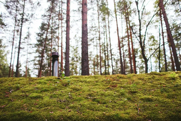 green roof of a wooden house in the woods