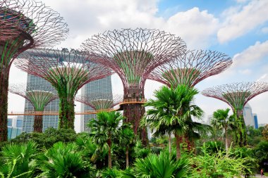 View of The Supertree Grove at Gardens near Marina Bay in Singapore