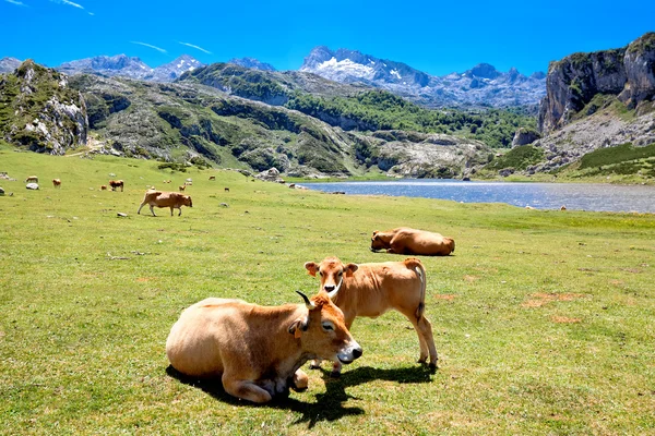 Krowy w pastwiska w pobliżu jeziora Ercina. Kantabrii. Covadonga. Astur — Zdjęcie stockowe