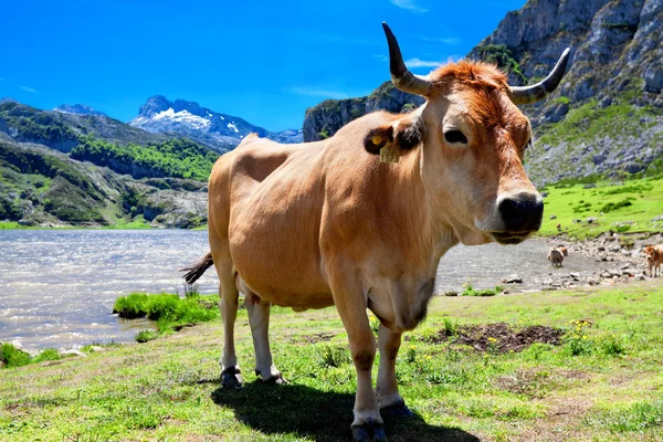 Krowa w pastwiska w pobliżu jeziora Ercina. Kantabrii. Covadonga. — Zdjęcie stockowe