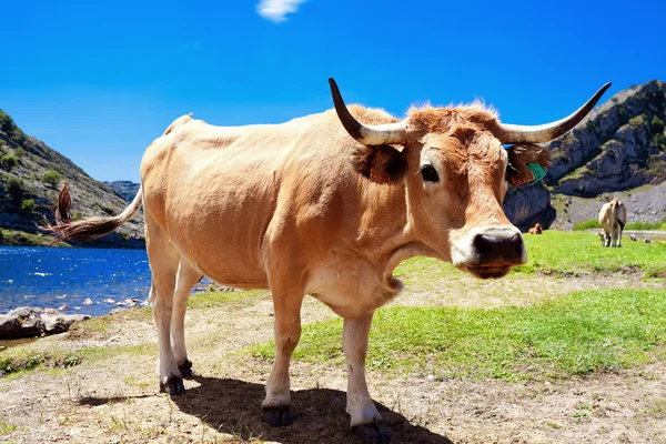 Ung tjur i en betesmark nära sjön Enol. Kantabriska. Covadonga. A — Stockfoto