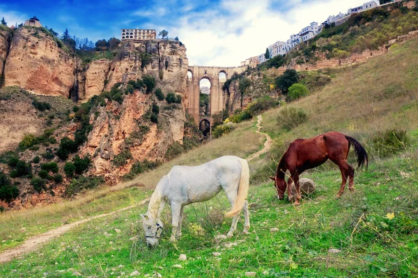 Most Puente Nuevo oraz konie. Ronda. Hiszpania — Zdjęcie stockowe