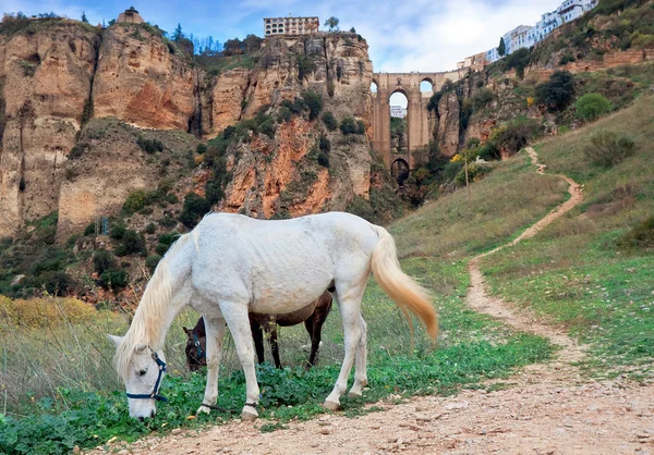 Most Puente Nuevo oraz konie. Ronda. Hiszpania — Zdjęcie stockowe