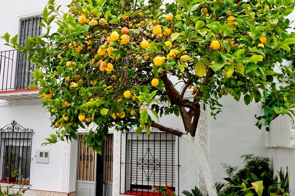 Setenil de las bodegas, cadiz, andalucia, Spanyolország — Stock Fotó