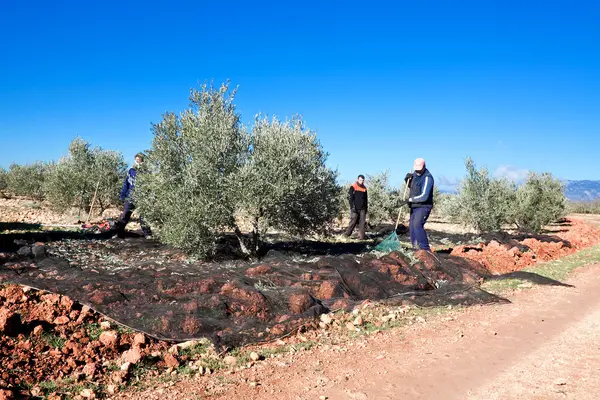 Men harvesting black olives at agricultural plant — Stock Photo, Image