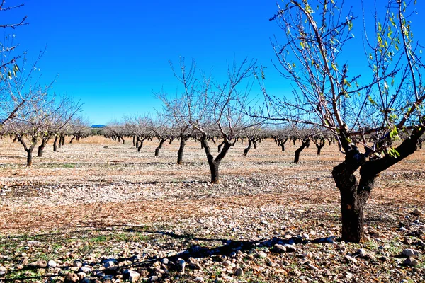 Plante d'oliviers au champ agricole. Andalousie, Espagne — Photo