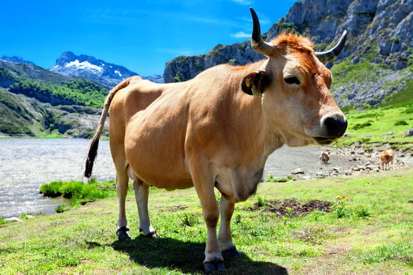 Kráva pasoucí se na louce nedaleko jezera Ercina. Kantaberském. Covadonga. Royalty Free Stock Fotografie